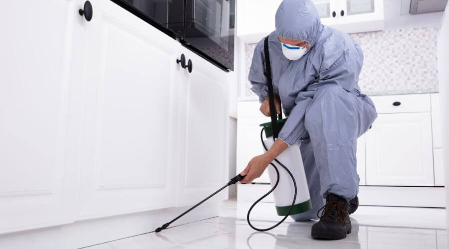 Professional pest control services in Perth